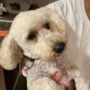 ❄️ New Bandanas Coming Soon